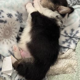Pembroke Welsh Corgi Puppies from C2Corgis