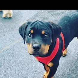 Rottweiler Puppies from Iron Clad Rottweiler