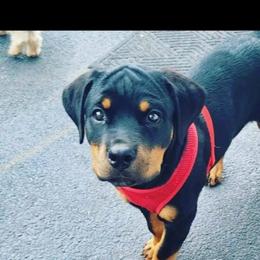 Rottweiler Puppies from Iron Clad Rottweiler