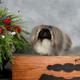 AKC Ch. Wyn-d-hill fortune cookie
