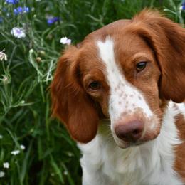 Olive - Brittany