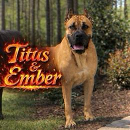 Cane Corso puppies from Richline Kennel