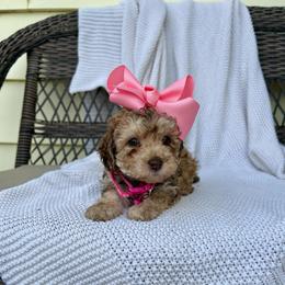 Blanche - Brown female Poodle puppy in Lancaster, Missouri from Cavapoo Acres