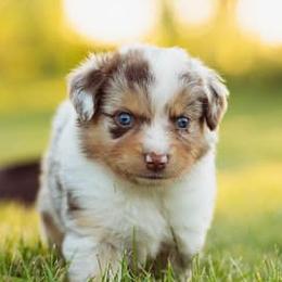 Miniature American Shepherds from Ark Acres Kennels