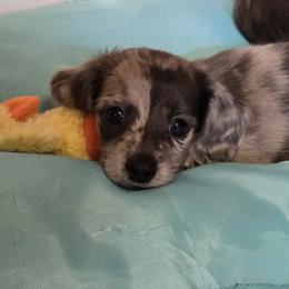 Dachshund Puppies from Mel's LowRider Ranch