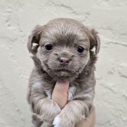 Lav girl - Blue female Chihuahua puppy in Vineland, New Jersey from Royal Companion's