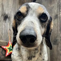 Walter - Dachshund
