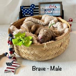 Brave - Green Collar Male - Red  male Goldendoodle puppy in Bradenton, Florida from Suncoast Goldendoodles
