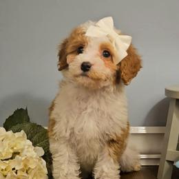 Wynter - Tri-color female Bernedoodle puppy in Russell Springs, Kentucky from 270 Doodles