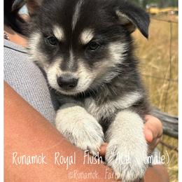 Runamok Royal Flush - Ace - Wolf sable male Pomsky puppy in St. Maries, Idaho from Runamok Farm