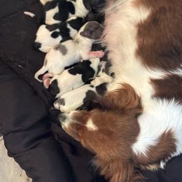 Boy 4 - Piebald Dachshund puppy in Florence County, South Carolina from Modern Family Standards