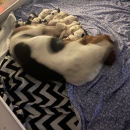 Basset Hound Puppies from Best Friends Bassets