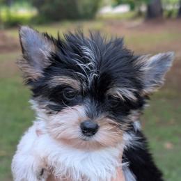 Blake - Parti male Yorkshire Terrier puppy in Gaylesville, Alabama from Sweet Alabama Yorkies