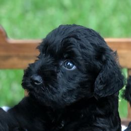 Miniature Schnauzer Puppies from Laurel Crown Schnauzers