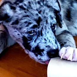 Em - Catahoula Leopard Dog
