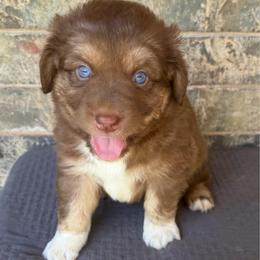 Red - Red tri-color male Australian Shepherd puppy in Harrah, Oklahoma from Kamm's Aussies