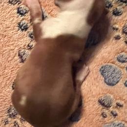 Dachshund Puppies from Witchy Woman’s Wiener’s