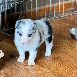 Female 1 - Blue merle female Border Collie puppy in Shell Knob, Missouri from Stoneridge Kennel