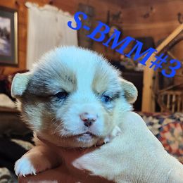 Blue Merle boy 3 - Blue merle and white male American Corgi puppy in Hampton, Tennessee from TC Farms Stock Dogs - Miniature Australian Shepherds