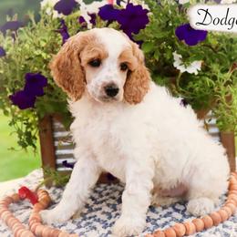 Dodger - Parti male Poodle puppy in Utica, Ohio from Crystal Rose Canines