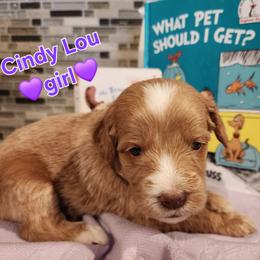 Cindy Lou - Dr Suess Litter - Caramel red female Labradoodle puppy in Phelan, California from Family Doodles