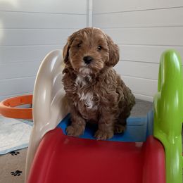 Australian Cobberdog Puppies from Faberge Australian Cobberdogs