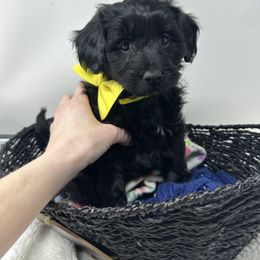 Assorted Doodle Crosses Puppies from Miranda Thornton