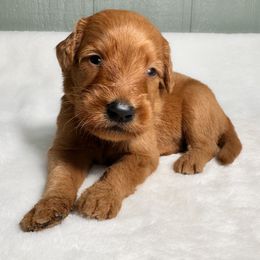 Gary - Red  male Goldendoodle puppy in Osage City, Kansas from Golden Ridge Goldens