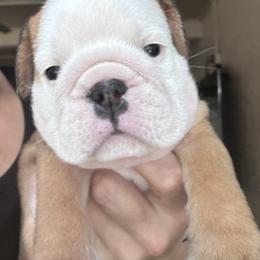Nala - Fawn and white female Bulldog puppy in Lutz, Florida from Romanov’s  Bulldogs