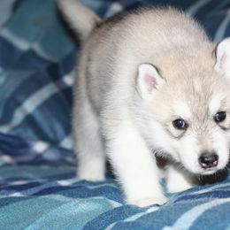 German Shepherd and Siberian Husky Puppies from Sstar Siberians