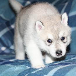 German Shepherd and Siberian Husky Puppies from Sstar Siberians