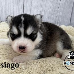 Asiago - Black and white male Pomsky puppy in Eastman, Georgia from Once Upon A Pomsky