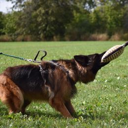 German Shepherds from GradyHaus