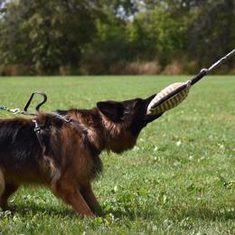 German Shepherds from GradyHaus
