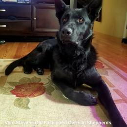 Hank - German Shepherd
