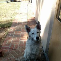 Berger Blanc Suisse and German Shepherd Puppies from Vom Hundhaus German Shepherds