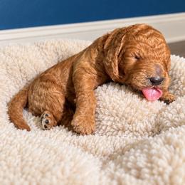 Boy 4 - Apricot male Poodle puppy in Milan, Tennessee from Twin Oak Goldendoodles