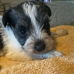 Coco - Parti female Miniature Schnauzer puppy in Oklahoma City, Oklahoma from L & R Miniature Schnauzers