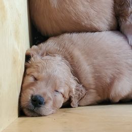 Golden Retriever Puppies from Emma's Golden Puppers