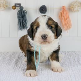 Assorted Doodle Crosses, Aussiedoodles, Bernedoodles, and Goldendoodles from Archer Hill Farm
