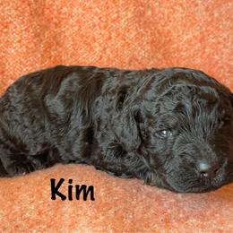 Kim - Black and white female Bernedoodle puppy in Spring Valley, Wisconsin from Filipiak Breeders