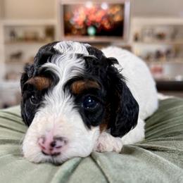 Red Collar - Tri-color female Cavapoo puppy in Indiahoma, Oklahoma from Farm Fresh Doodles