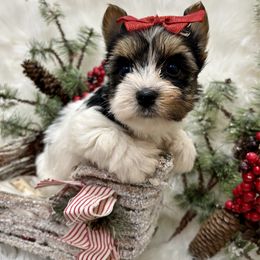 Delta - Black tan and white female Biewer Terrier puppy in Winslow, Arkansas from Morning Glory Puppies