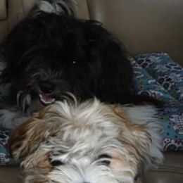 Havanese and Poodles from Curly Que Standard Poodles and Havanese