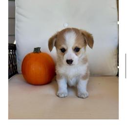 Magnolia - Red female Pembroke Welsh Corgi puppy in Urbana, Ohio from Edgewood Farm and Kennel