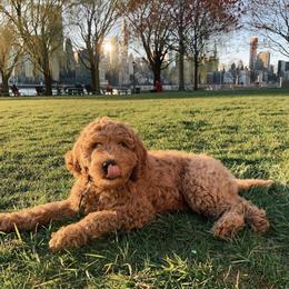 Goldendoodle Puppies from Hobble Creek Farms