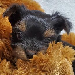 Biewer Terriers and Yorkshire Terriers from BiewerHeart Yorkies
