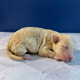 Bingo - Cream male Maltipoo puppy in Hephzibah ( Richmond County ), Georgia from Healing Pawz LLC