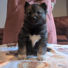 Lieutenant - Agouti and white male Siberian Husky puppy in Wisconsin from Liberty Siberians
