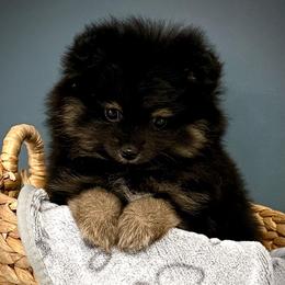 Buttercup - Black and tan female Pomeranian puppy in Foley, Alabama from Southern Gem's Pomeranian